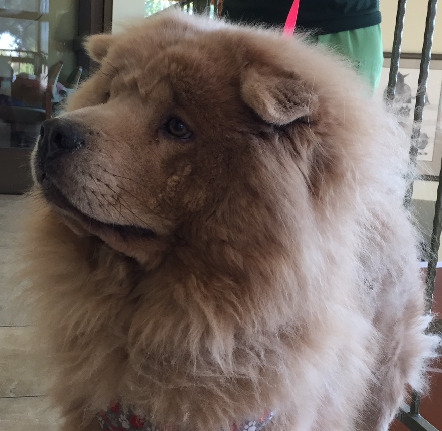 dog-chow2